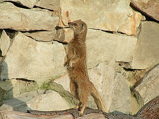 A mongoose in the Jardin des Plantes