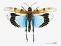 Die Blauflügelige Ödlandschrecke benötigt sonnige, kiesige oder sandige Magerstandorte
