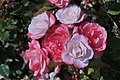 ‘Sakuragasumi’, Seizo Suzuki/Keisei Rose Nurseries, 1990