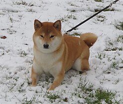 Rot-Urajiro-Shiba-Inu im Schnee
