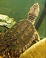 Two-year-old captive-raised snapping turtle from Pennsylvania