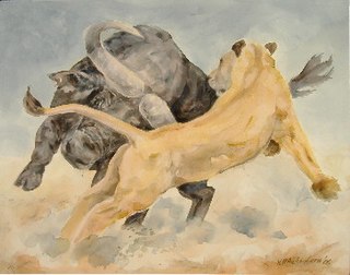 Photo j: Buffalo attacking Lioness, 2006, 80 x 100 cm