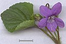 Viola canina flower and leaves