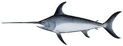 Swordfish, most commercially fished billfish