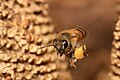 Westliche Honigbiene beim Transpotieren eines Pollens