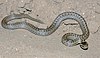 A snake, Coronella austriaca