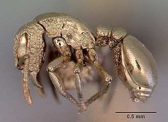 This ant is made out of gold, really. It has been "sputter coated" with gold to increase visibility for scanning electron microscopy.