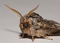 Dunkelgrauer Zahnspinner (Drymonia ruficornis)