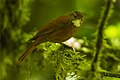 Fulvous-dotted treerunner