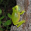 Green treefrog (Hyla cinerea), Montgomery Co. TX (April 2014)