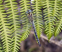 Hairy dragonfly (Brachytron pratense) male Burren