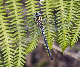 Hairy dragonfly Brachytron pratense ♂ Ireland