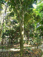 Cairns Botanic Gardens, April 2023