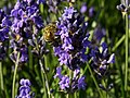 Lavendel mit Biene 1