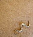 Image 28A neonate sidewinder rattlesnake (Crotalus cerastes) sidewinding (from Snake)