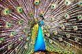 Both the body and the train of the peacock are iridescent