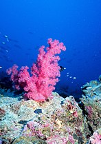 Coral from the Persian Gulf