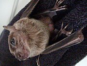 A pale brown bat with dark brown eyes and dark brown wings