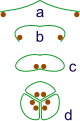 Image 29The evolution of syncarps. a: sporangia borne at tips of leaf b: Leaf curls up to protect sporangia c: leaf curls to form enclosed roll d: grouping of three rolls into a syncarp (from Evolutionary history of plants)