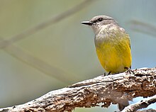 A grey and yellow bird, viewed from below