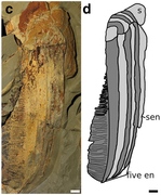 Fossil of frontal appendage
