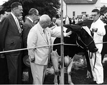 A group of middle-aged men at a farm. A man in a white suit in the centre is caressing a cow.