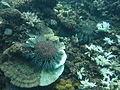 Image 19Crown-of-thorns starfish and eaten coral off the coast of Cooktown, Queensland (from Environmental threats to the Great Barrier Reef)