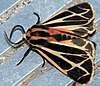 A Tiger Moth moth SilkTork ✔Tea time 02:37, 16 March 2012 (UTC)