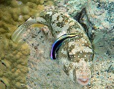 A cleaner fish removing parasites from its client, a pufferfish