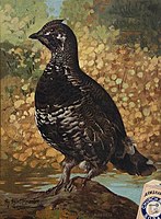 1908, Black Canada Grouse.  Published by Church and Dwight.