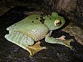 Image 33White-lipped bright-eyed frog, Boophis albilabris, Mantellidae, Madagascar (from Tree frog)