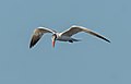 Caspian tern in flight