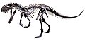 Skeleton of Ceratosaurus, a ceratosaurid from the Late Jurassic of North America