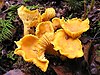 Yellow, funnel-shaped fungi with gill-like ridges along the side growing from a surface of dirt and leaves.