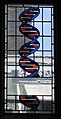 Stained-glass window in dining hall, commemorating Francis Crick, who co-discovered the molecular structure of DNA