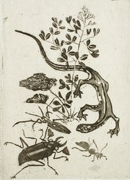 Japanese Salamander and Beetle (no date) aquatint (9.21 x 6.67 cm) Los Angeles County Museum