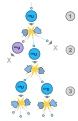 Image 60A schematic nuclear fission chain reaction. 1. A uranium-235 atom absorbs a neutron and fissions into two new atoms (fission fragments), releasing three new neutrons and some binding energy. 2. One of those neutrons is absorbed by an atom of uranium-238 and does not continue the reaction. Another neutron is simply lost and does not collide with anything, also not continuing the reaction. However, the one neutron does collide with an atom of uranium-235, which then fissions and releases two neutrons and some binding energy. 3. Both of those neutrons collide with uranium-235 atoms, each of which fissions and releases between one and three neutrons, which can then continue the reaction. (from Nuclear fission)