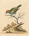 Plate 23: "The Red-Headed Green-Finch" now the bay-headed tanager (Tangara gyrola)[25]