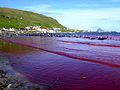 Beach of Hvalba during a Grindadráp, Faroe Islands, the sea has turned red with blood