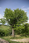Speierling (Sorbus domestica)