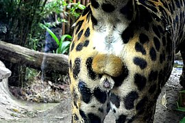 Scrotum of a jaguar