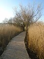 The reedbed path