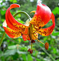 Lilium pardalinum ssp. pitkinense im Botanischen Gartden der University of California