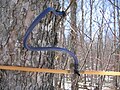 Image 9Sugar maple (Acer saccharum) tapped to collect sap for maple syrup (from Tree)
