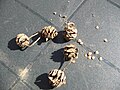 Mature seed bearing cones
