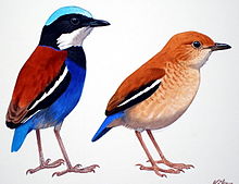 Illustration of two birds with different plumage
