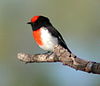 Red-capped Robin (Petroica goodenovii) photographed in Mulga View, southwest Queensland, Australia