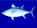 Südlicher Blauflossen-Thunfisch (Thunnus maccoyii)