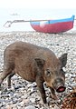 Schwein am Strand von Dili