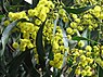 Goldene Akazie ist das nationale Blumensymbol Australiens